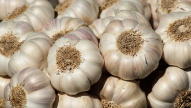 Photo of Garlic health benefits during pregnancy – Useful tips